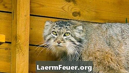 2 интересных факта о Рыси. Интересные факты о Рыси + Видео 35