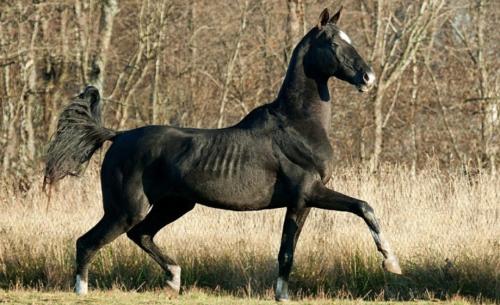 Интересные факты туркменистан. 50 интересных фактов о Туркменистане 07