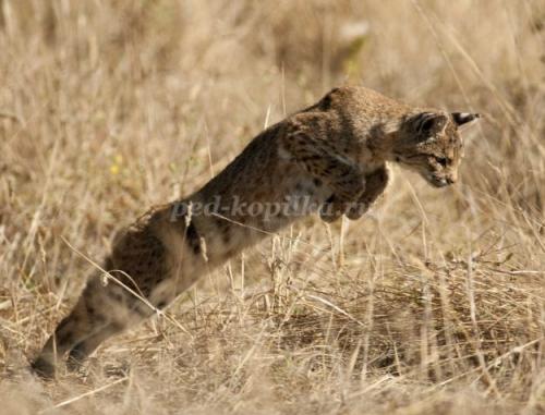 2 интересных факта о Рыси. Интересные факты о Рыси + Видео 21