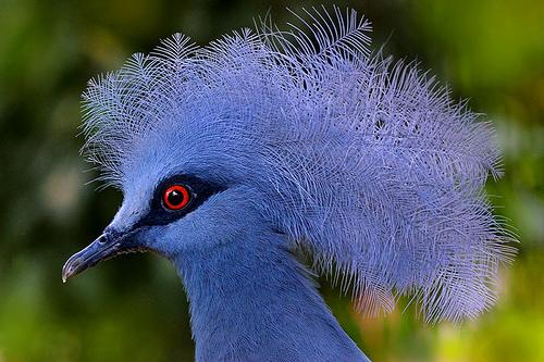Название красная птица. Самая красочная порода голубиных — Венценосный голубь