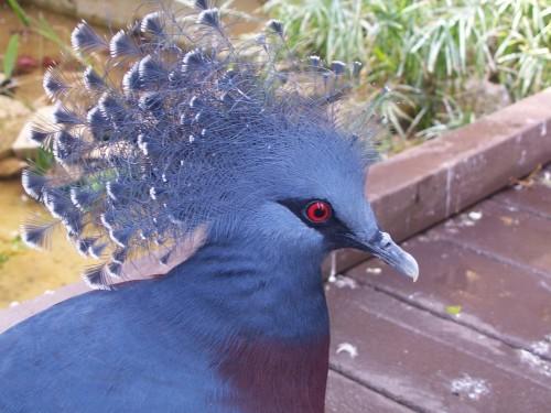 Название красная птица. Самая красочная порода голубиных — Венценосный голубь