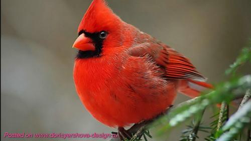 Птица красный КАРДИНАЛ символ. Птички Рождества. КРАСНЫЙ КАРДИНАЛ