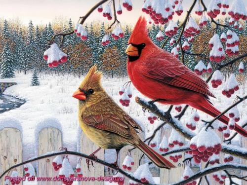 Птица красный КАРДИНАЛ символ. Птички Рождества. КРАСНЫЙ КАРДИНАЛ