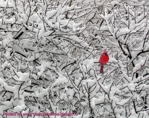 Птица красный КАРДИНАЛ символ. Птички Рождества. КРАСНЫЙ КАРДИНАЛ