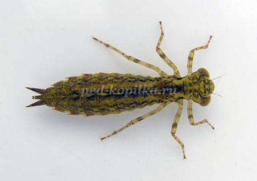 Интересные факты о стрекозах для детей. Интересные факты о стрекозах 19