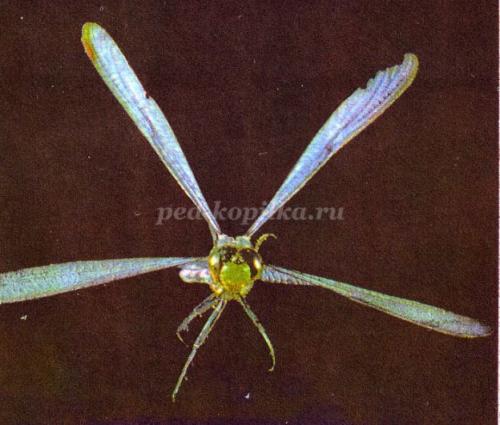 Интересные факты о стрекозах для детей. Интересные факты о стрекозах 25