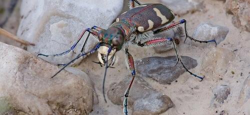 Интересные факты о жуках. Интересные и заниматиельные факты о жуках