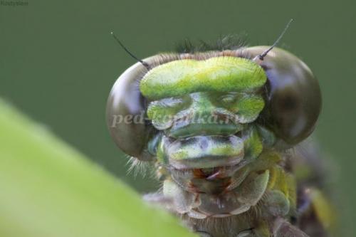 Интересные факты о стрекозах для детей. Интересные факты о стрекозах 24