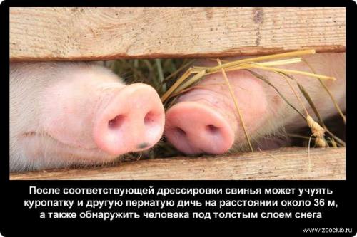 Обоняние интересные факты для детей. Факты об обонянии 09