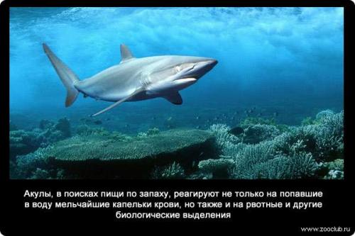 Обоняние интересные факты для детей. Факты об обонянии 01