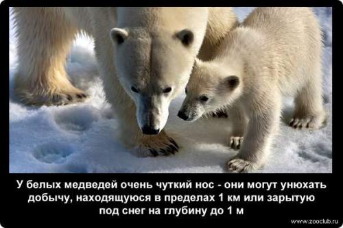 Обоняние интересные факты для детей. Факты об обонянии 10