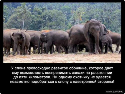 Обоняние интересные факты для детей. Факты об обонянии 04