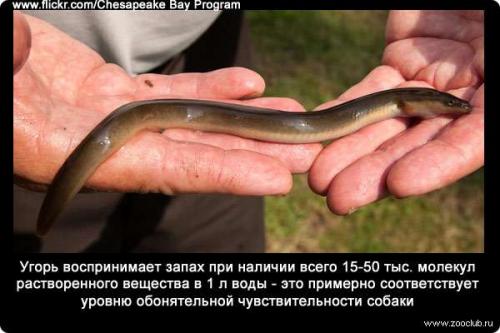 Обоняние интересные факты для детей. Факты об обонянии 06