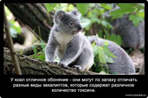 Обоняние интересные факты для детей. Факты об обонянии 03