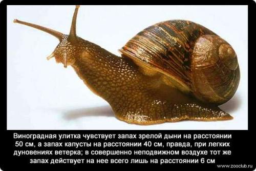 Обоняние интересные факты для детей. Факты об обонянии 05