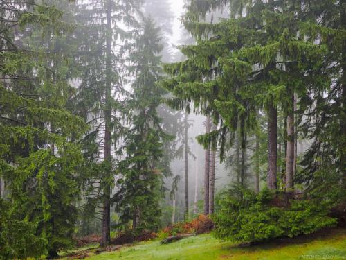 Трансильвания интересные факты. Пугающая Трансильвания