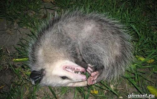 Опоссум. Описание и особенности опоссума