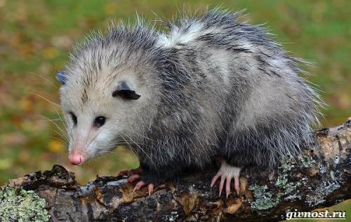 Опоссум. Описание и особенности опоссума