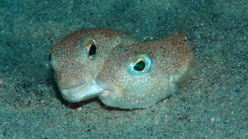 Паук с леопардовой окраской. 10 ВИДОВ ЖИВОТНЫХ, О КОТОРЫX ВЫ ЕЩЕ НЕ СЛЫШАЛИ