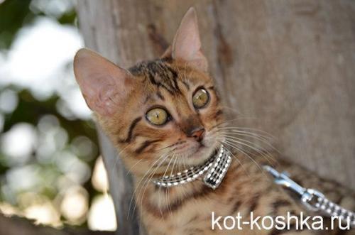 Все интересные факты о кошках. 63 классных и интересных факта о кошках