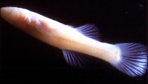 Паук с леопардовой окраской. 10 ВИДОВ ЖИВОТНЫХ, О КОТОРЫX ВЫ ЕЩЕ НЕ СЛЫШАЛИ