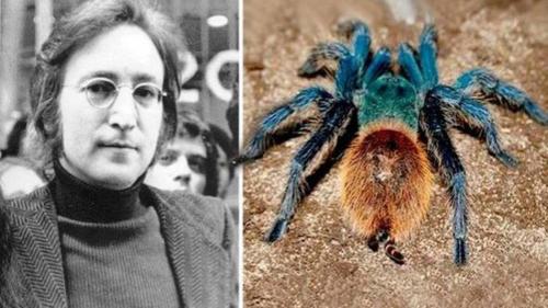 Паук с леопардовой окраской. 10 ВИДОВ ЖИВОТНЫХ, О КОТОРЫX ВЫ ЕЩЕ НЕ СЛЫШАЛИ