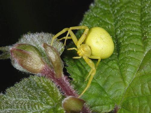 Жизнь пауков. Где обитают пауки?