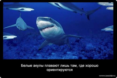 Интересные факты о белой акулы. Интересные факты о белых акулах