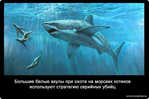 Интересные факты о белой акулы. Интересные факты о белых акулах