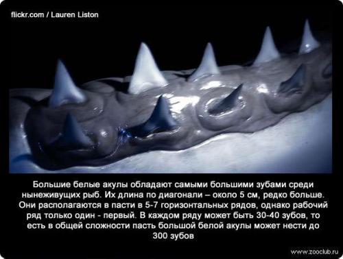 Интересные факты о белой акулы. Интересные факты о белых акулах