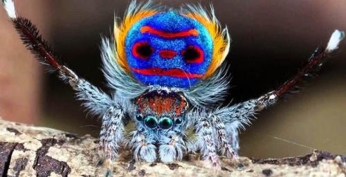 Паук с леопардовой окраской. 10 ВИДОВ ЖИВОТНЫХ, О КОТОРЫX ВЫ ЕЩЕ НЕ СЛЫШАЛИ