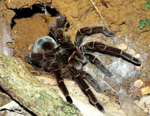 Пауки тропических лесов. Птицеед-голиаф - самый большой паук в мире