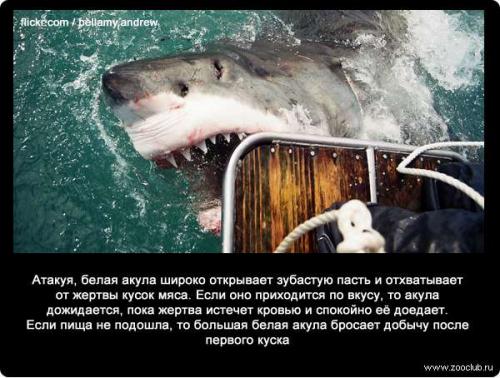 Интересные факты о акуле белой. 34 факта о жизни белых акул