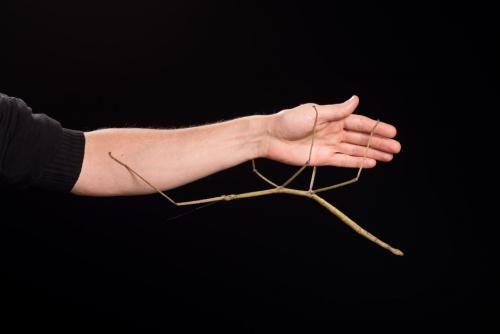 Паук с леопардовой окраской. 10 ВИДОВ ЖИВОТНЫХ, О КОТОРЫX ВЫ ЕЩЕ НЕ СЛЫШАЛИ