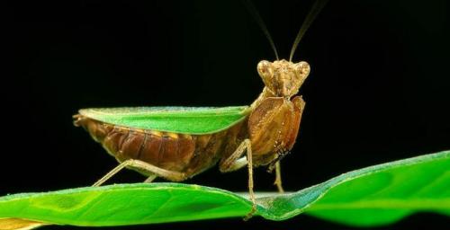 Паук с леопардовой окраской. 10 ВИДОВ ЖИВОТНЫХ, О КОТОРЫX ВЫ ЕЩЕ НЕ СЛЫШАЛИ