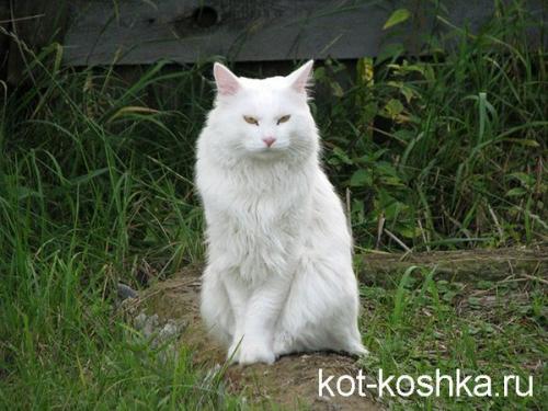 Все интересные факты о кошках. 63 классных и интересных факта о кошках