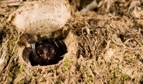 Жизнь пауков. Где обитают пауки?