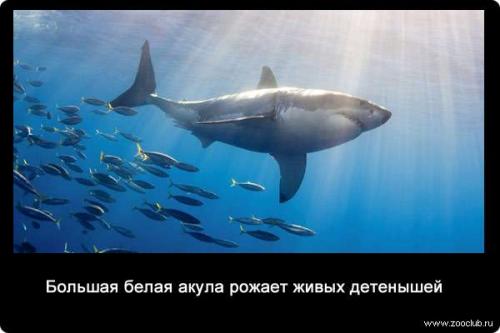 Интересные факты о белой акулы. Интересные факты о белых акулах