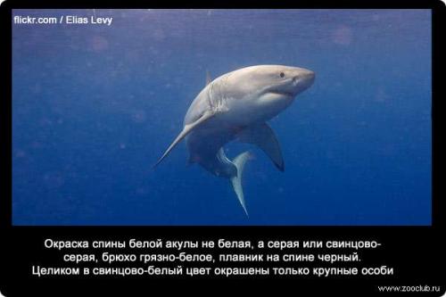 Интересные факты о акуле белой. 34 факта о жизни белых акул