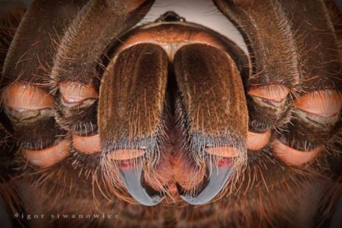 Пауки тропических лесов. Птицеед-голиаф - самый большой паук в мире