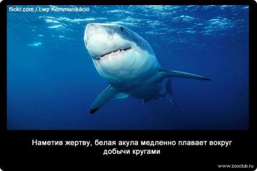 Интересные факты о акуле белой. 34 факта о жизни белых акул