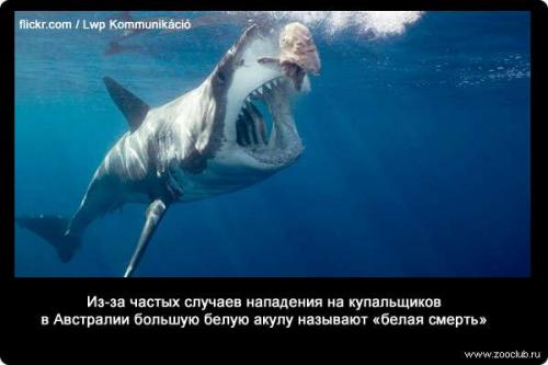 Интересные факты о акуле белой. 34 факта о жизни белых акул