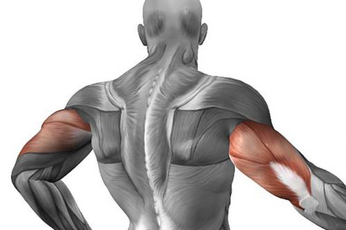 Самая длинная мышца в организме человека. Самые большие мышцы человека: расположение и функции