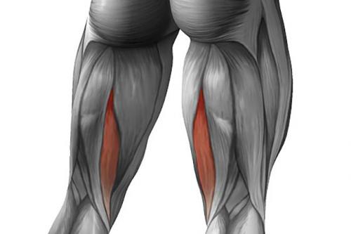 Самая длинная мышца в организме человека. Самые большие мышцы человека: расположение и функции