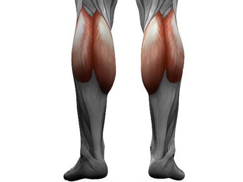 Какая мышца в организме самая крупная. Мышцы у человека — какая самая сильная