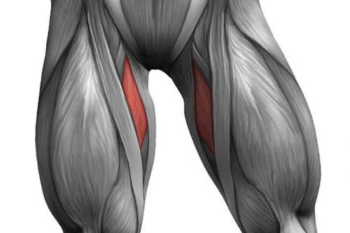 Самая длинная мышца в организме человека. Самые большие мышцы человека: расположение и функции