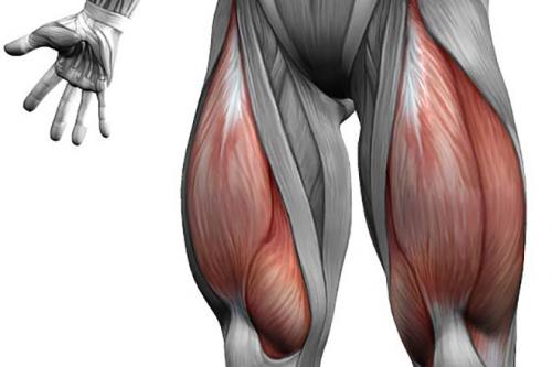 Самая длинная мышца в организме человека. Самые большие мышцы человека: расположение и функции