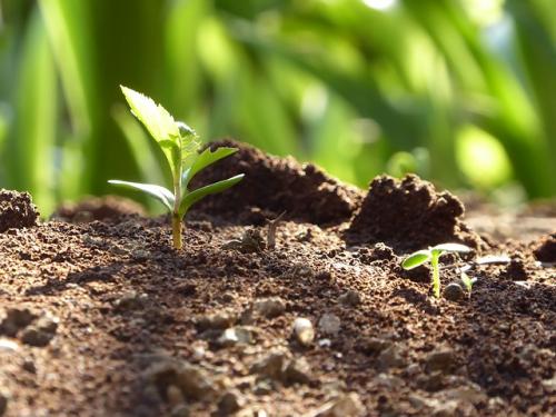 Примеры негативных последствий применения органических удобрений в сельском хозяйстве. Органические вещества в сельском хозяйстве