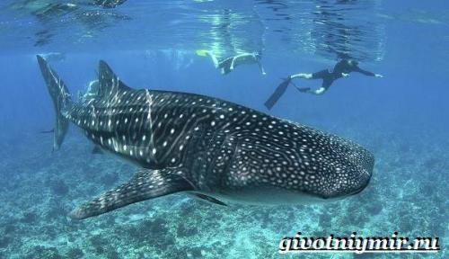 Китовая акула враги. Образ жизни и среда обитания китовой акулы