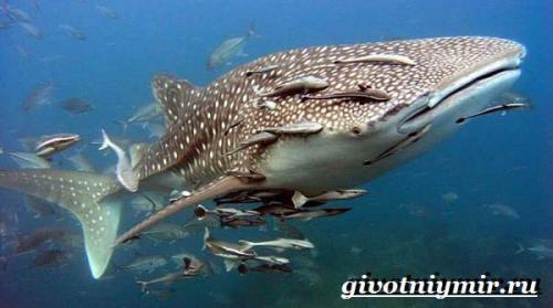 Китовая акула враги. Образ жизни и среда обитания китовой акулы